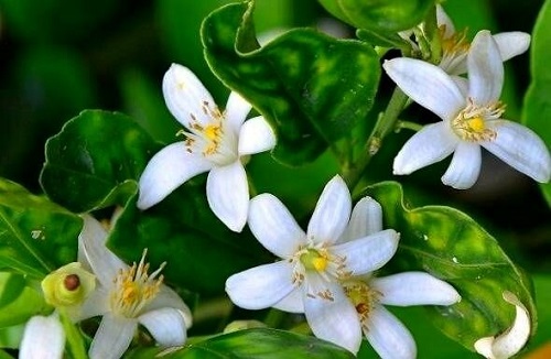 خواص بهار نارنج خواص بهار نارنج