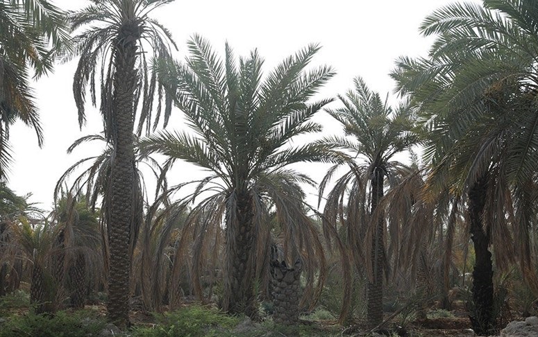 تایید نابودی نخلهای خوزستان نخلهای خوزستان