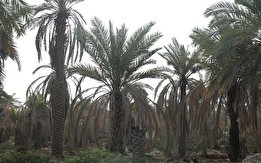 تایید نابودی نخل‌های خوزستان