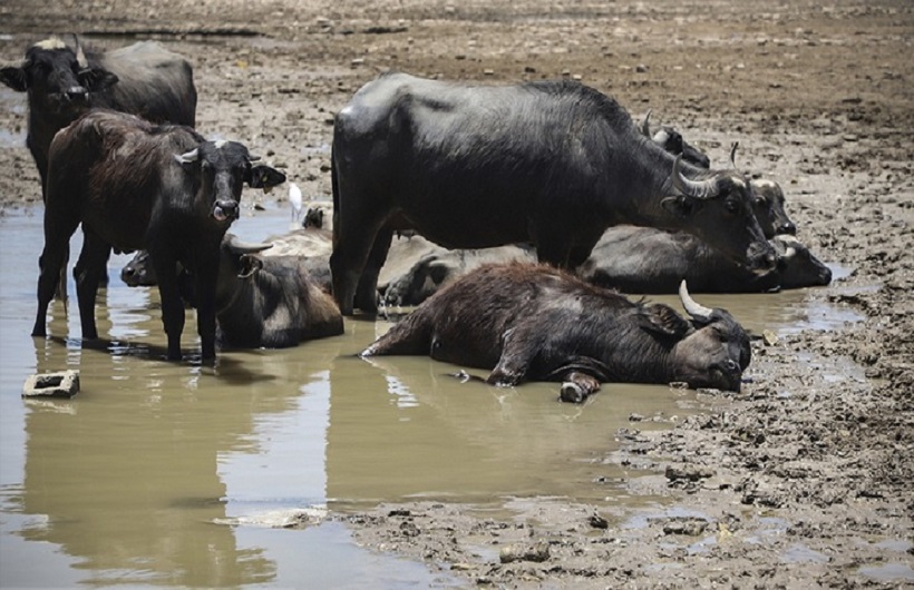 خشک شدن تالاب هورالعظیم خشک شدن تالاب هورالعظیم