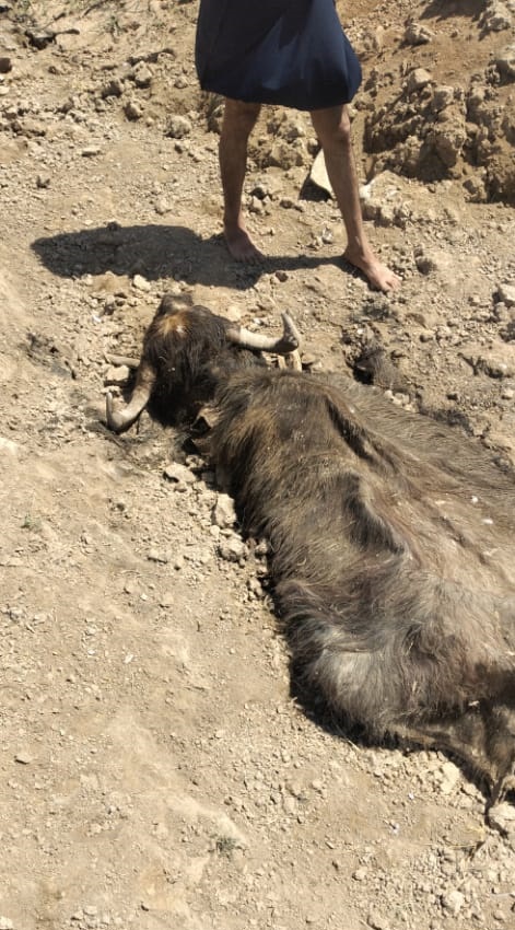 مرگ گاومیشها در هورالعظیم مرگ گاومیشها در هورالعظیم