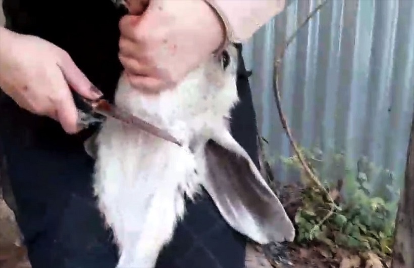 آزار حیوانات آزار حیوانات