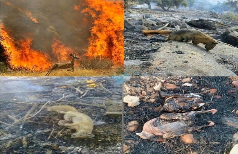 آتش افروزی در جنگلهای کشور آتش افروزی در جنگلهای کشور