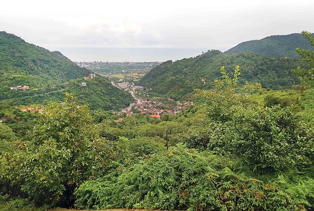 راهکارها برای حفظ جنگل راهکارها برای حفظ جنگل