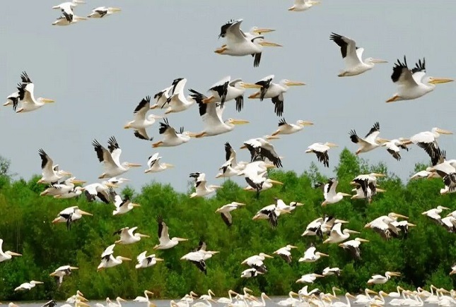 درناهای در معرض انقراض درناهای در معرض انقراض