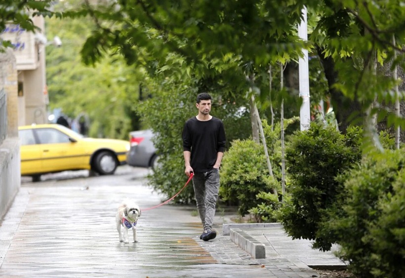 سرانجام سگ گردانی در تهران سرانجام سگ گردانی در تهران