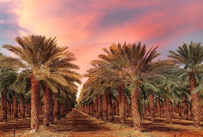 نخلهای تشنه بوشهر نخلهای تشنه بوشهر