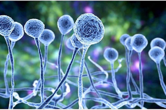 قارچ سیاه به کدام گروه از بیماران آسیب بیشتری میرساند؟ قارچ سیاه