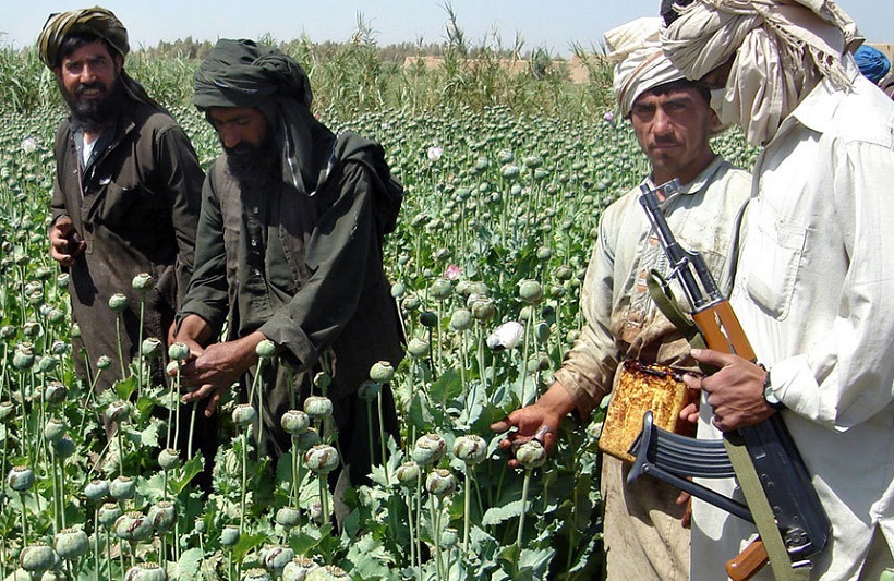 تولید مواد مخدر در افغانستان طالبان تولید مواد مخدر در افغانستان طالبان