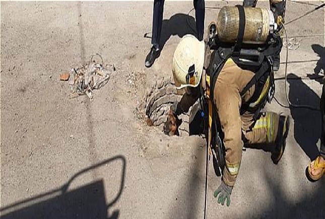 نجات دو سگ از داخل چاه