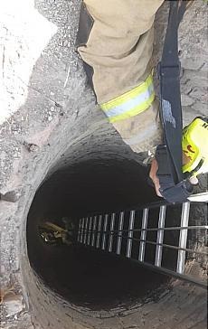 نجات دو سگ از داخل چاه