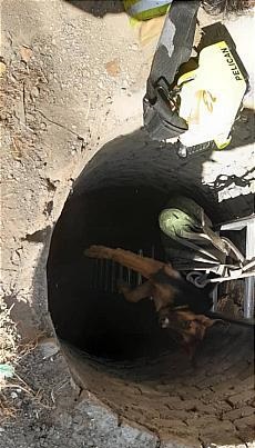 نجات دو قلاده سگ از عمق ۱۲ متری چاه با تلاش آتش نشانان+عکس