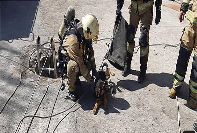 نجات دو سگ از داخل چاه