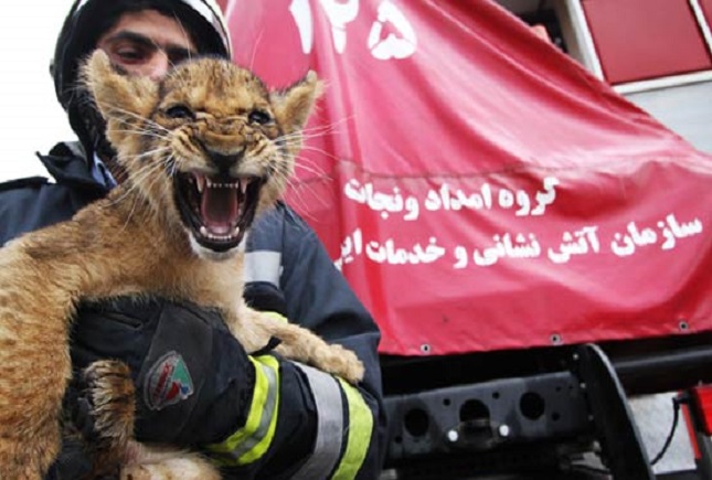 حیوانات عجیب غریبی که به دام آتش نشانی افتادند/ ملکی:هرکجا دسترسی داشته باشیم حیوانات را نجات میدهیم/ دوشنبه حیوانات عجیب غریب