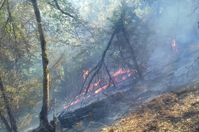 مهار حریق در منطقه حفاظت شده هیرکانیا مهار حریق در منطقه حفاظت شده هیرکانیا