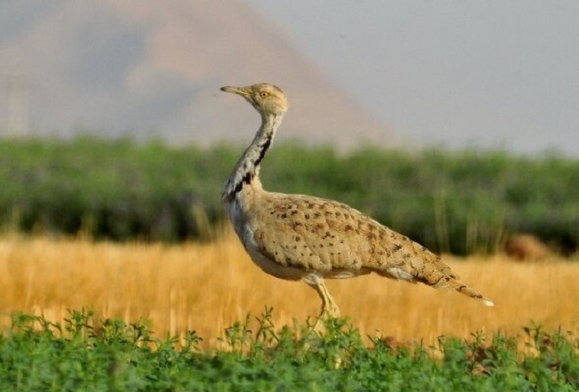همسایگانی که ندانسته دشمنی میکنند همسایگانی که ندانسته دشمنی میکنند