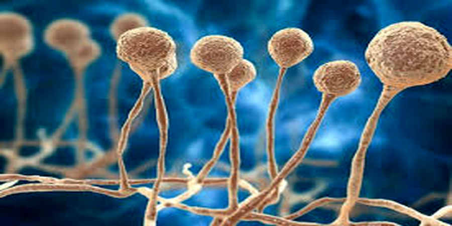 بیماری قارچ سیاه چیست