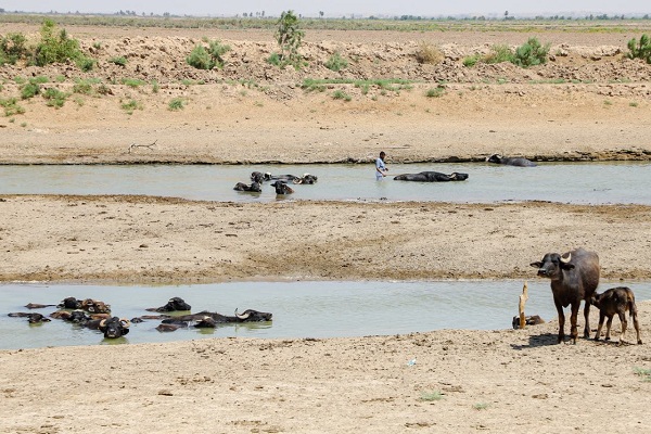 تشنگی هورالعظیم تشنگی هورالعظیم