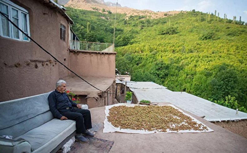 زیر درخت فندق/ تصاویر