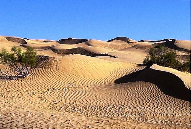 چرا ذخایر ژنتیکی بیابانها نابود شده است؟ چرا ذخایر ژنتیکی بیابانها نابود شده است؟