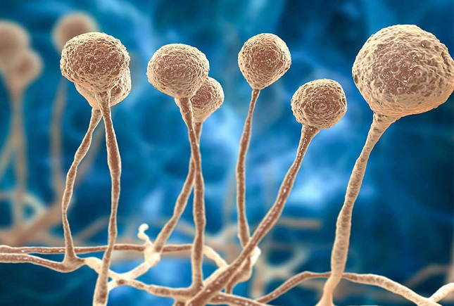 مرگ در مبتلایان به قارچ سیاه مرگ در مبتلایان به قارچ سیاه