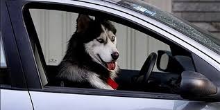 برخورد با حمل یا درآغوش گرفتن حیوانات حین رانندگی سگ گردانی در خودرو