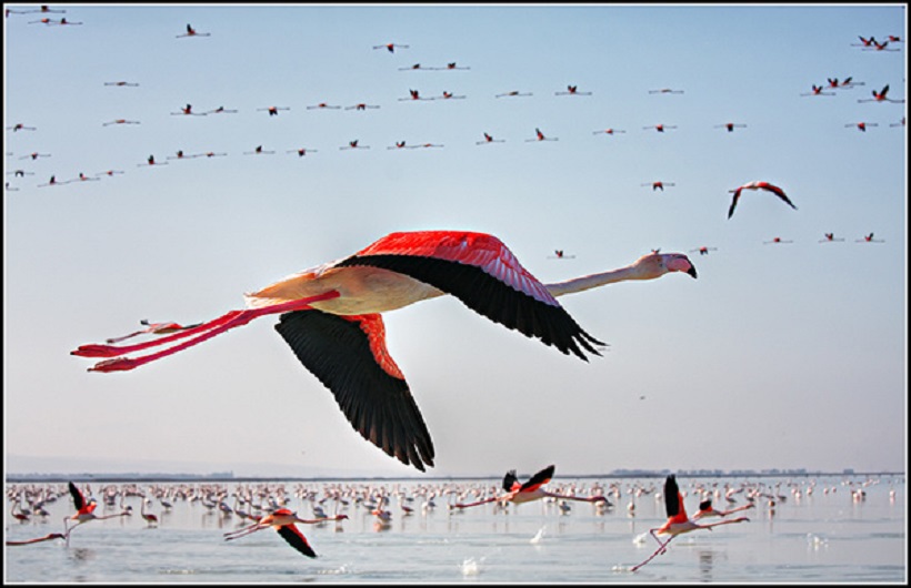 پرندگان میانکاله پرندگان میانکاله