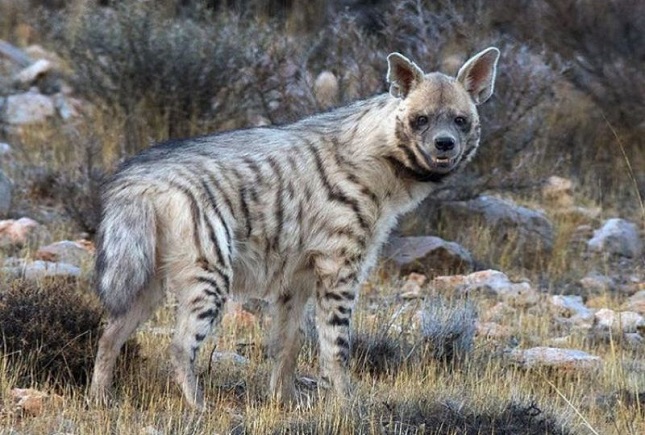 خرافات، بلای جان حیات وحش