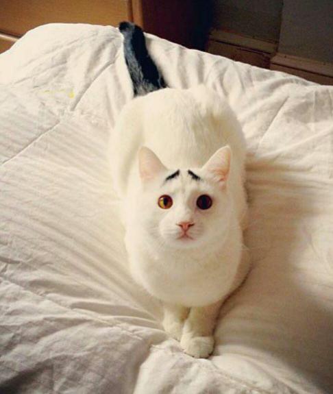 چهره بامزه گربهای با ابروهای خاص با لقب گربه نگران! + عکس چهره بامزه گربهای با ابروهای خاص با لقب گربه نگران! + عکس