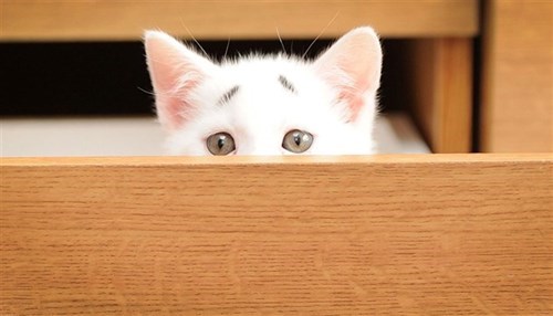 گربه نگران چهره بامزه گربهای با ابروهای خاص با لقب گربه نگران! + عکس