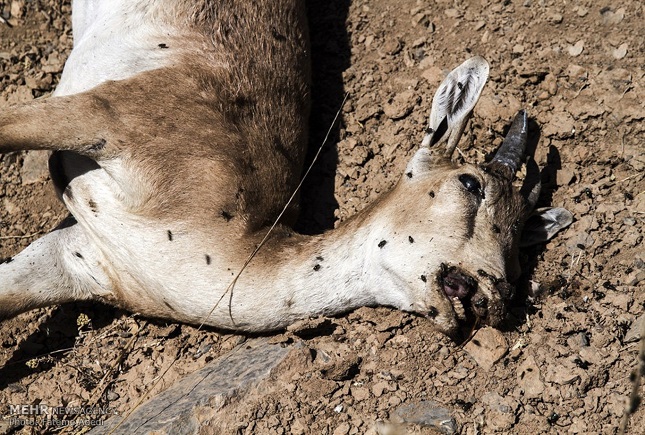 طاعون نشخوار کنندگان طاعون نشخوار کنندگان