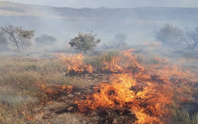 آتش بهجان جنگلهای گناوه آتش بهجان جنگلهای گناوه