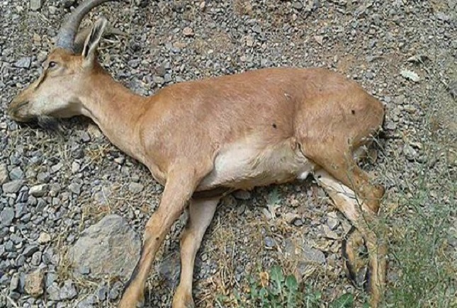 طاعون نشخوار کنندگان