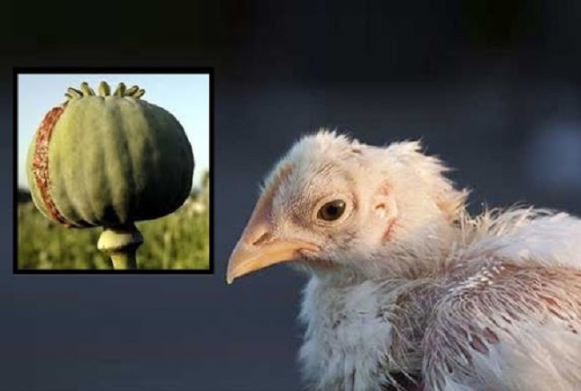 ماجرای مرغهای تریاکی ماجرای مرغهای تریاکی