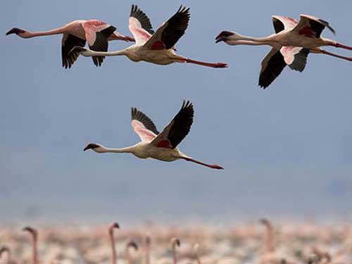 فصل مهاجرت پرندگان