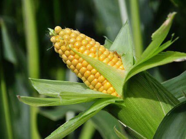 ۵۰۰۰ تن ذرت آلوده شد!