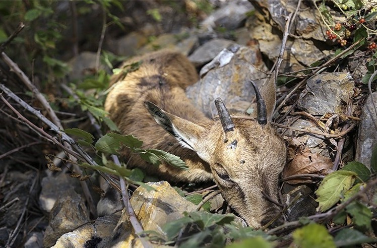شیوع طاعون نشخوارکنندگان در کشور شیوع طاعون نشخوارکنندگان در کشور