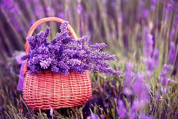 درمان بیخوابی با اسطوخودوس! درمان بیخوابی با اسطوخودوس!