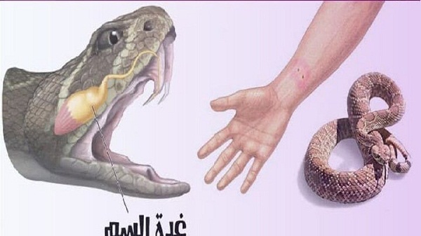 زهر مار چیست و فواید آن بر بدن