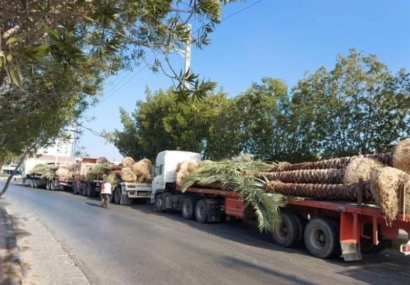 همه چیز درباره صادرات نخل ایران به کشورهای عربی صادرات نخل بوشهر