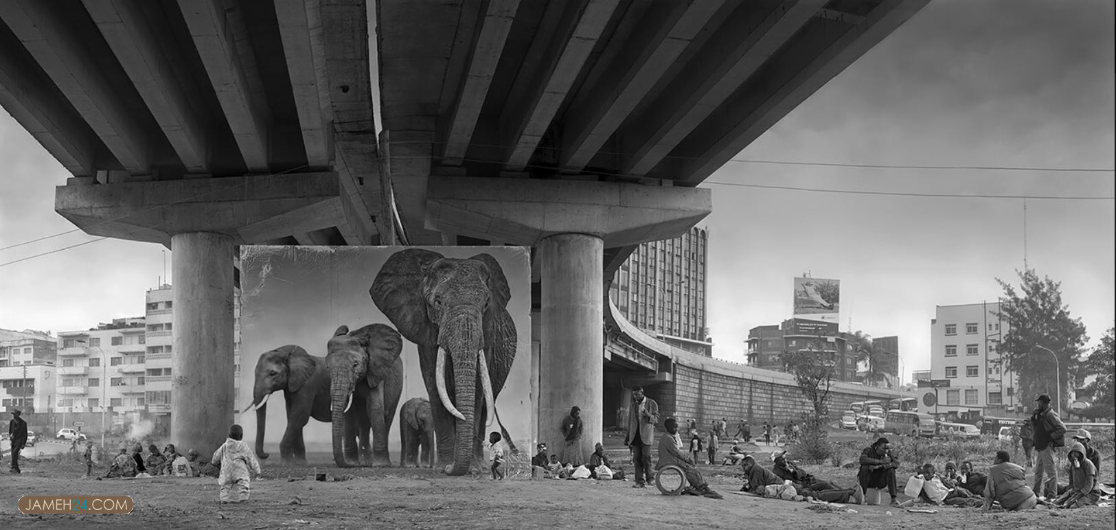 حیوانات در قاب دوربین نیک برانت/ تصاویر حیوانات در قاب دوربین نیک برانت/ تصاویر