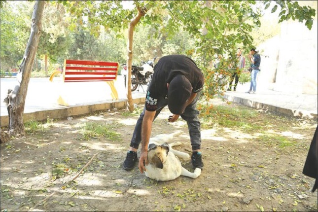 اعتیاد سگها در پاتوق معتادان! اعتیاد سگها در پاتوق معتادان!