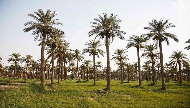 جزئیات تازه از صادرات نخل ایران به قطر جزئیات تازه از صادرات نخل ایران به قطر