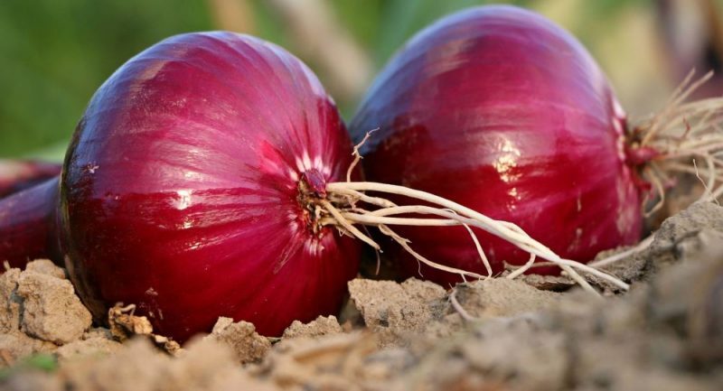 فواید پوست پیاز قرمز برای لاغری
