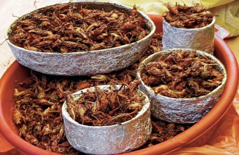 چندشآورترین غذاهای دنیا با طعم جنین و رتیل چندشآورترین غذاهای دنیا با طعم جنین و رتیل