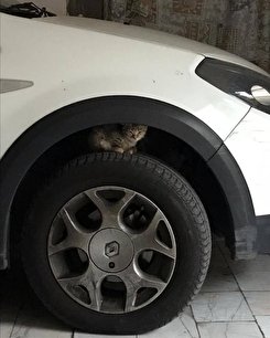 پناه بردن گربه ها به داخل موتور خودرو در روزهای سرد سال