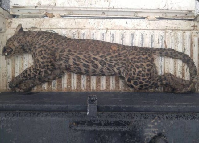 پلنگ ایرانی ساوجبلاغ تلف شده است پلنگ ایرانی ساوجبلاغ تلف شده است