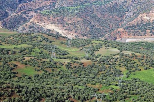 سرطان درختان جنگلهای زاگرس سرطان درختان جنگلهای زاگرس