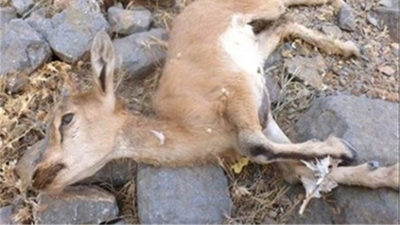 طاعون در ۷ استان کشور از نشخوارکنندگان کوچک قربانی میگیرد طاعون حیوانات