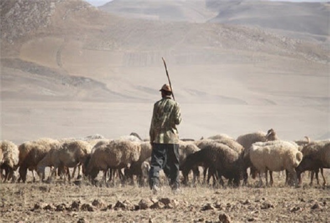 دعوای خونین بر سر چرای دام دعوای خونین بر سر چرای دام